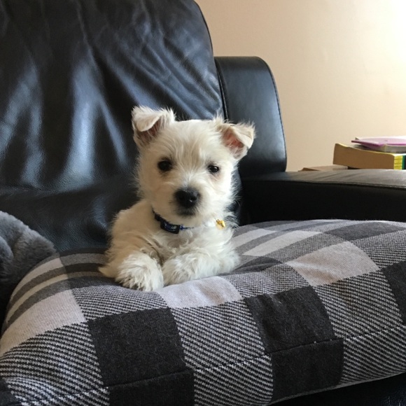 Meet your Posher, Leah - Picture 3 of 5